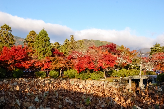 京都の小倉山、紅葉シーズンの画像