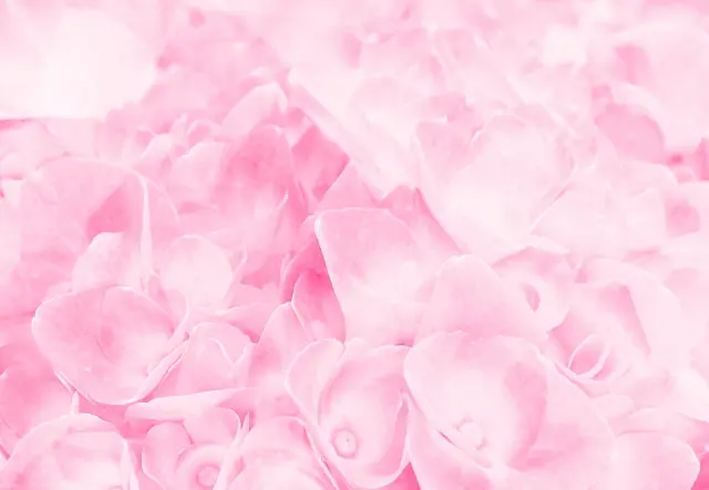 ピンク色、桃色のイメージ画像