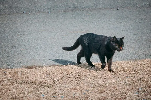 道端を歩く黒猫